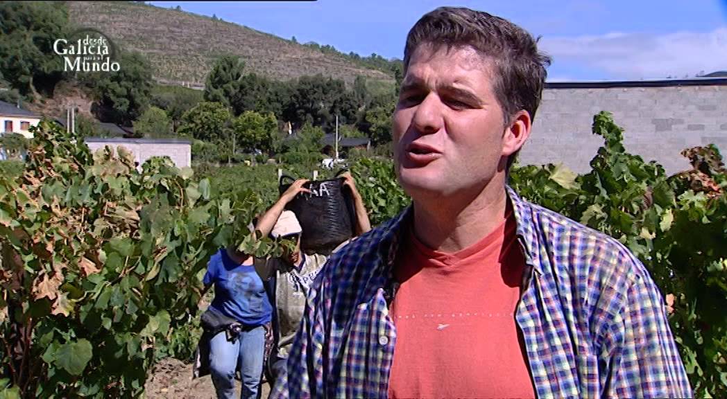 LOS VINOS DE VALDEORRAS (O BARCO)