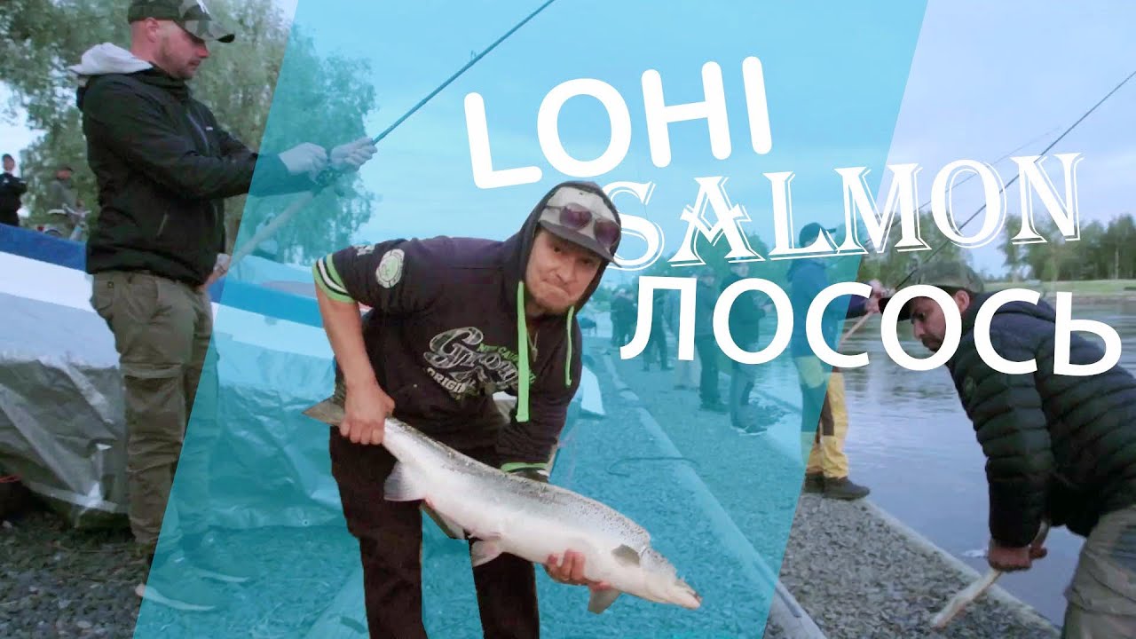 Lohta putkiperholla keskeltä Oulua