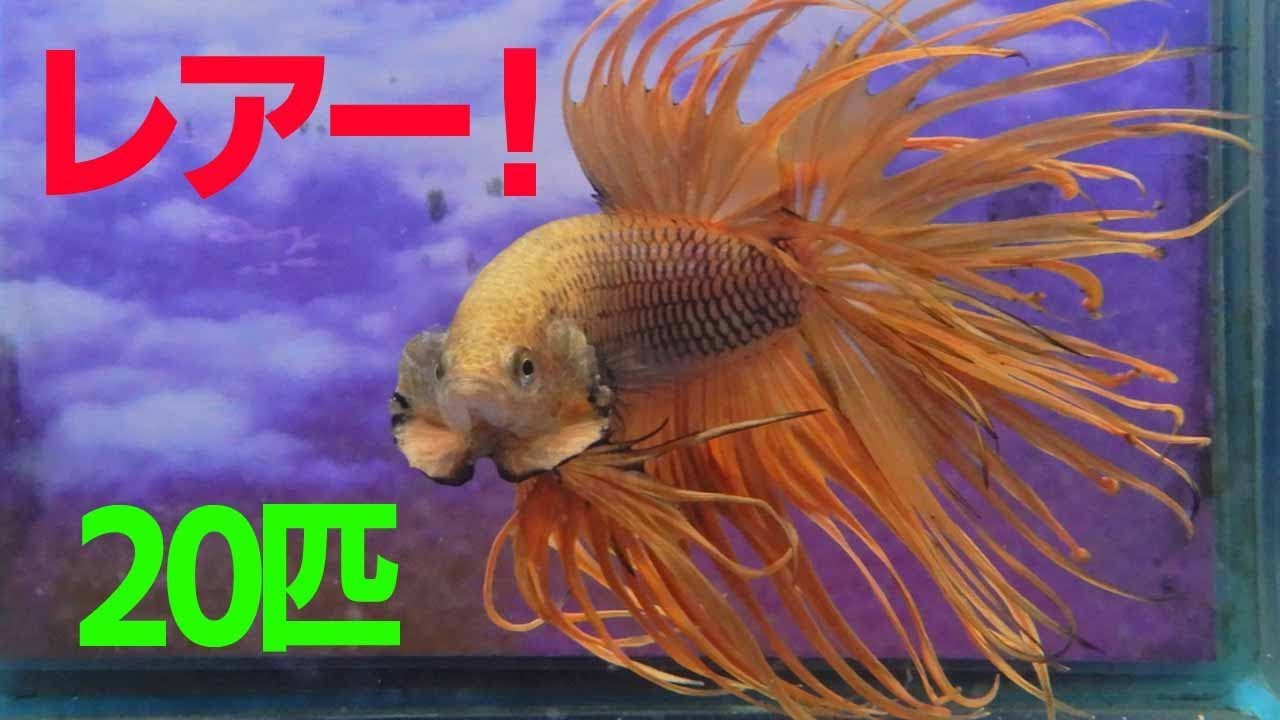 レアー個体満載！クラウンテールベタオス20匹！