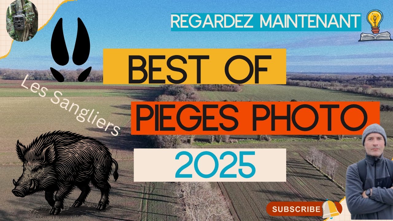 BEST OF 2025 d'observations de la faune sauvage à l'aide de caméras pièges photo :  les Sangliers