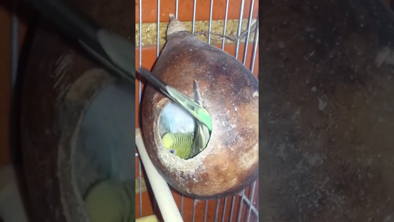 ¡Ya busquen nido propio! Mamá no aguanta más #Budgies #Aves  #Periquitos  #Mascotas  #CosasDeMadres