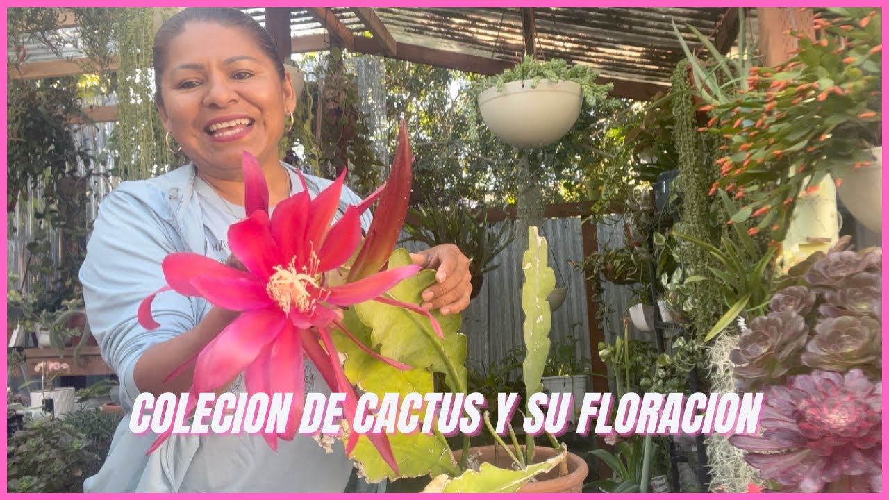 Colecion de Cactus y su Floracion