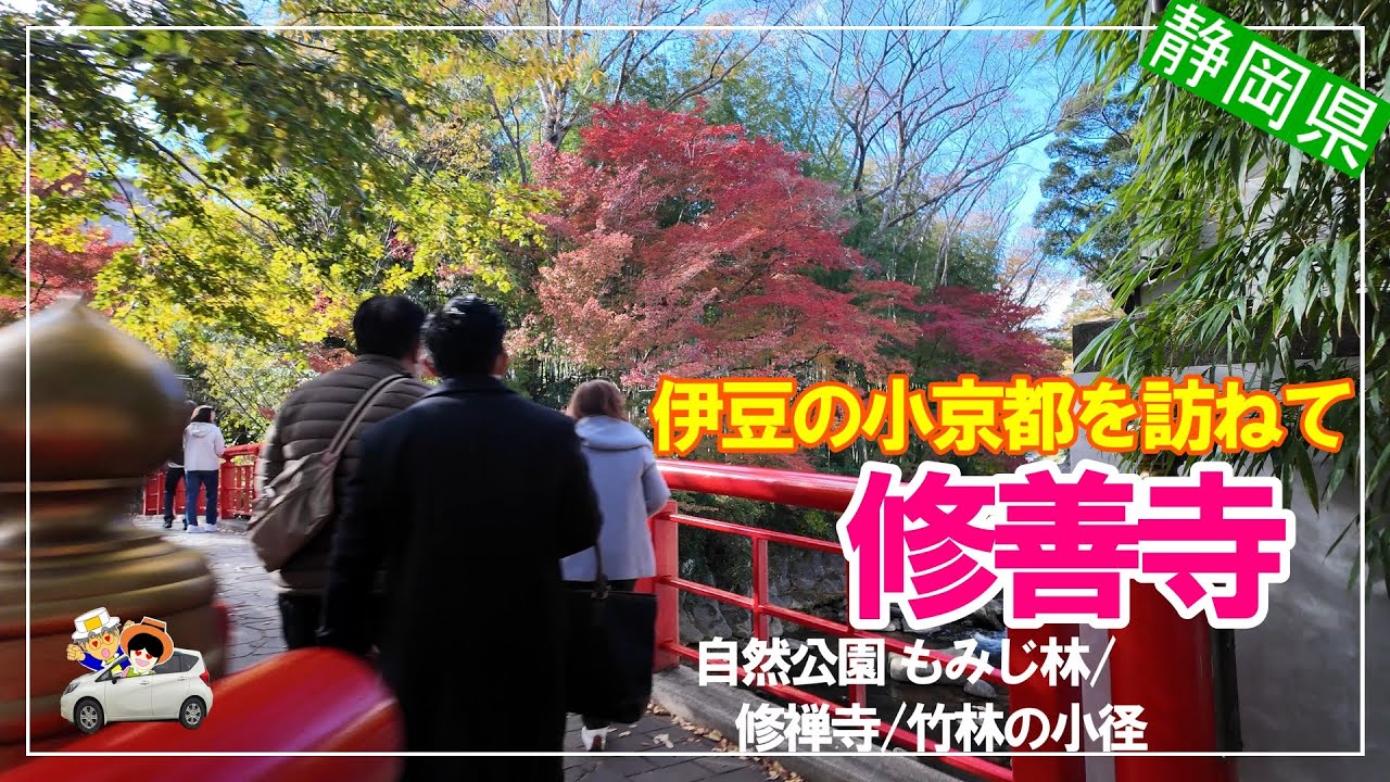 【修善寺】伊豆の小京都も紅葉が見頃となりました。修善寺自然公園 もみじ林/修禅寺/竹林の小径/指月殿/仰空楼(筥湯横無料展望台)