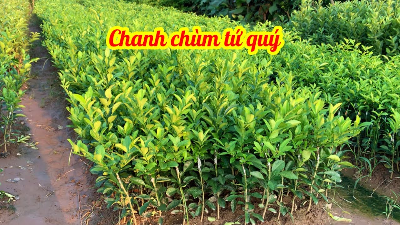 Chanh chùm tứ quý cây giống ghép cục đẹp xuất sắc, xuất buôn số lượng lớn// 085.88.98765