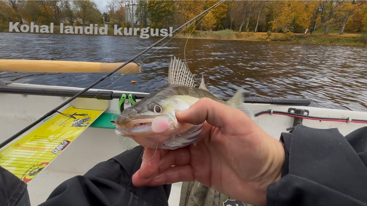 Kohapüük Pärnu jõest - sügis 2025! Kala ON aktiivne! 