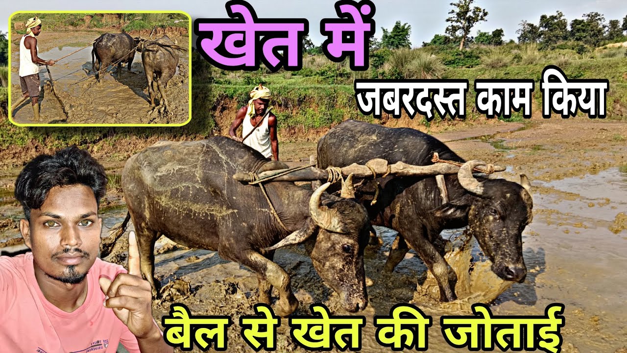 खेत में जबरदस्त काम किया || बैल से खेत की जोताई || खेत की जोताई || #vlog