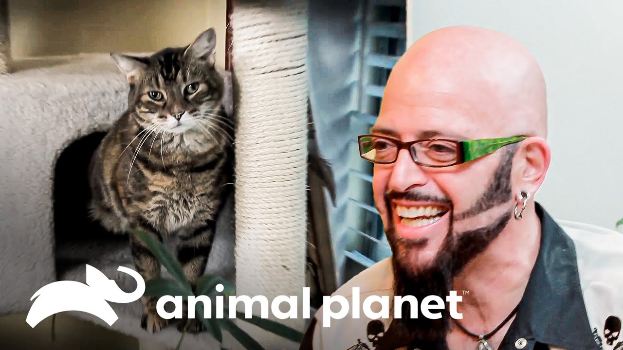 Jackson devolvió la paz al hogar de dos gatas | Mi gato endemoniado | Animal Planet