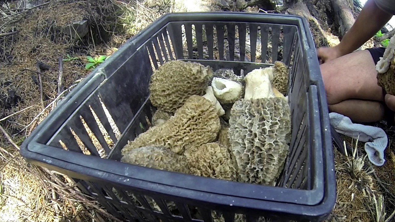Montana summer morels