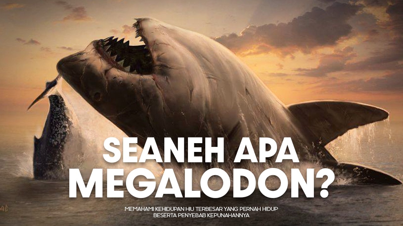 Bagaimana Megalodon Menghilang Dari Lautan Dunia? | #BelajarDuniaPurba
