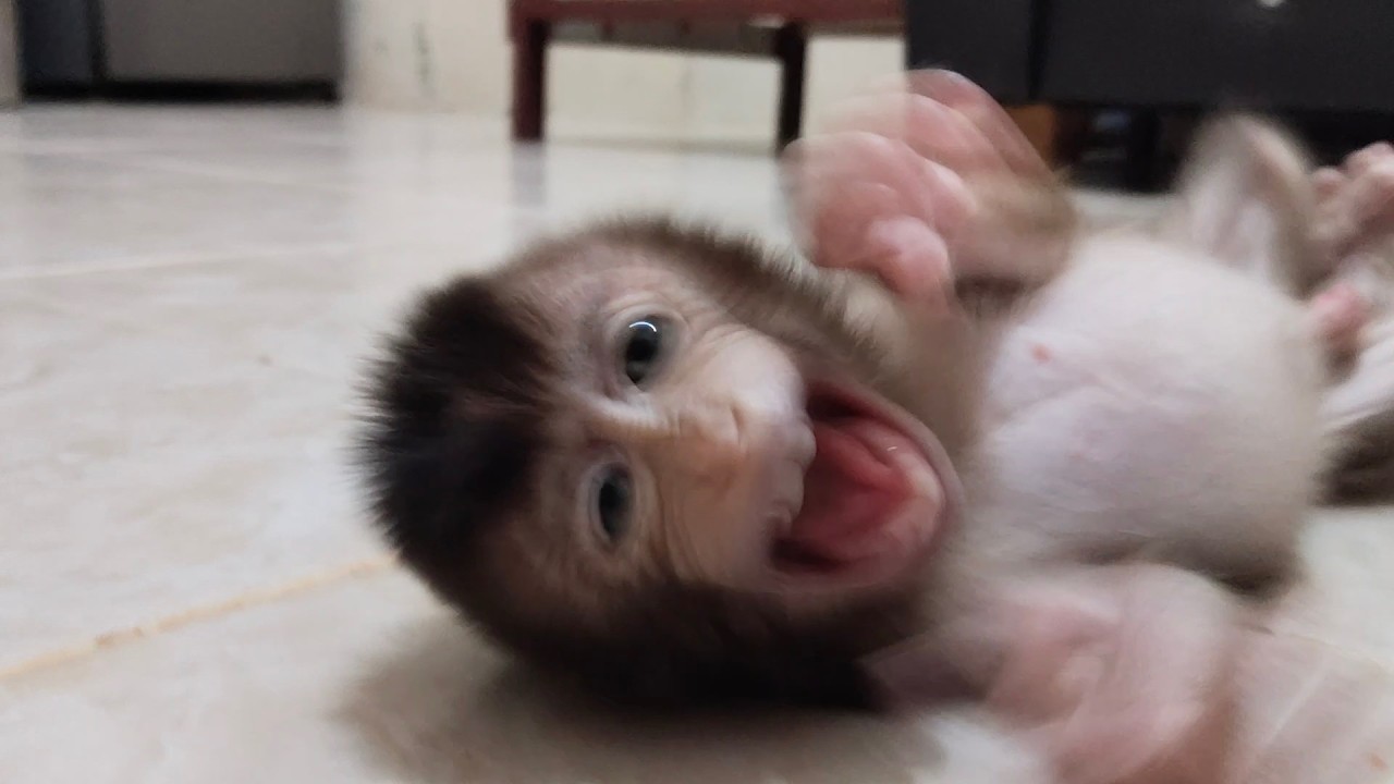 OMG😱😱 Baby Monkey Goes Berserk When Released From Its Embrace