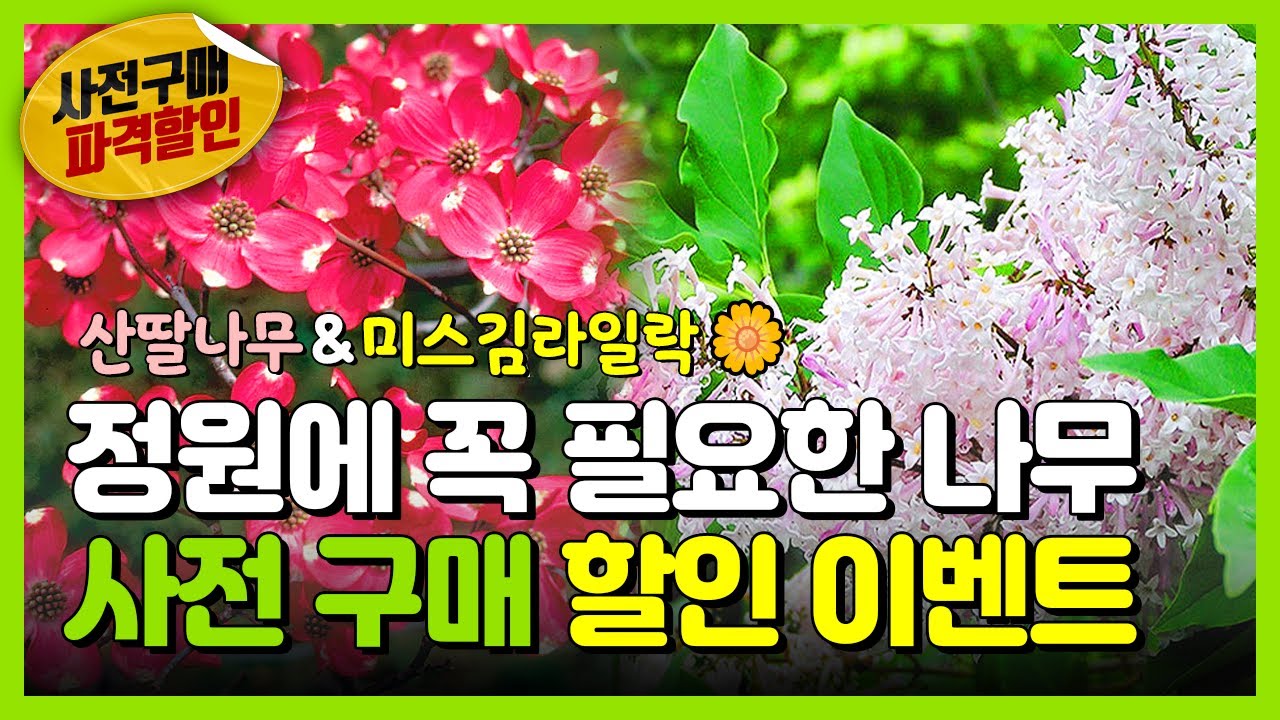 정원에 꼭! 필요한 산딸나무, 미스김 라일락 특징 및 소개
