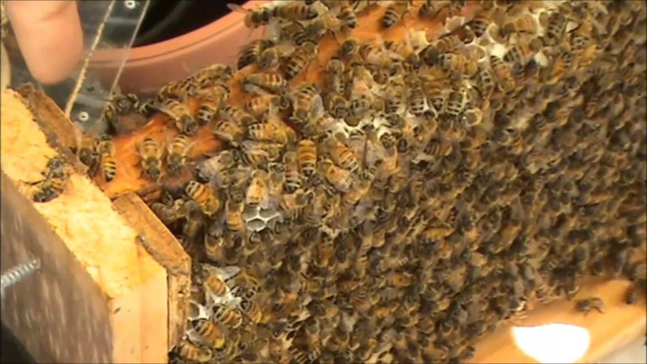 BEEKEEPING: My Moveable OBSERVATION BEEHIVE #1of 6.