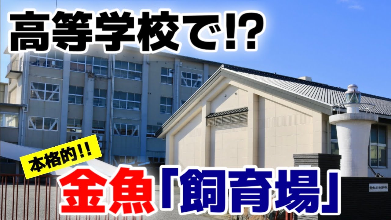 【三谷水産高校】愛知県唯一の水産高校にある先生によって金魚店にも負けないような本格的な金魚飼育場を作りました！三河湾を一望できる広大な飼育場ですくすく育つ金魚たちをご覧ください‼︎