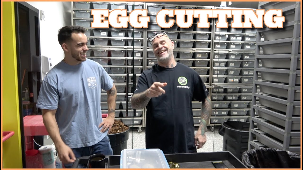 Egg Cutting! Combo Pied Het Enhancers Ball Pythons