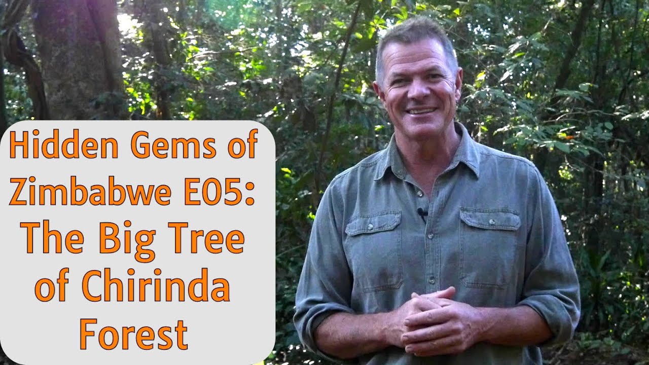 Hidden Gems of Zimbabwe E05: The Big Tree of Chirinda Forest