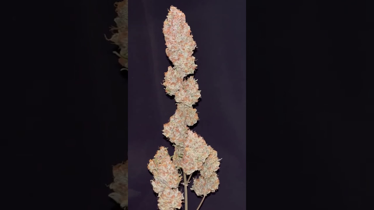 Crystal Ball Auto: The Ultimate Cured Bud Showcase