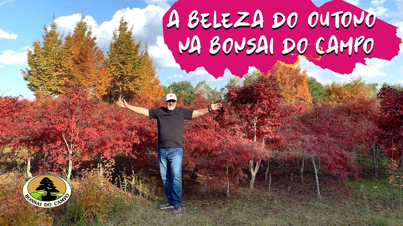 A BELEZA DO OUTONO NA BONSAI DO CAMPO.