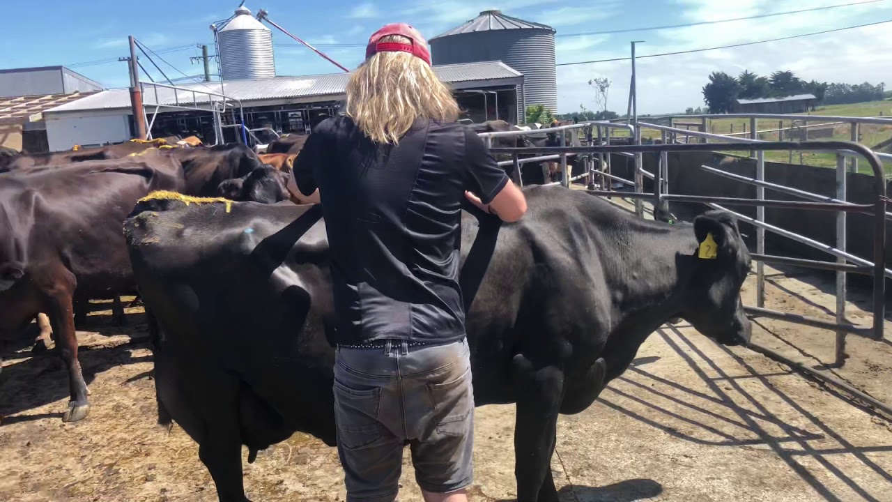 Learning to ride a cow