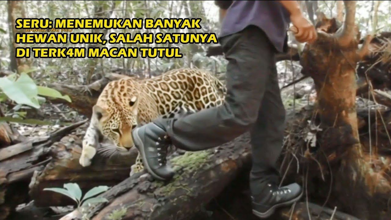 Petualangan Rimba: Banyak Nemu Hewan-hewan Langka | Macan Tutul Jinak
