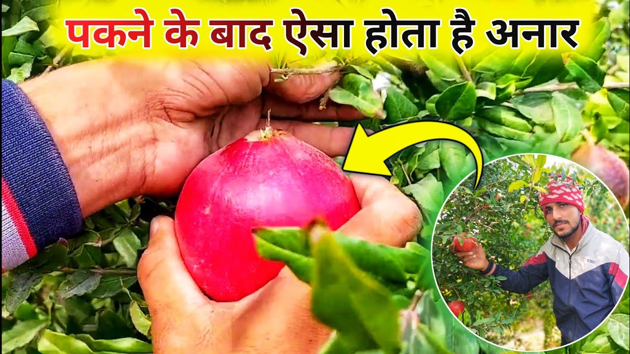अनार की खेती जीवाणा / पकने के बाद ऐसा होता है अनार का फल / anar ki kheti #anar