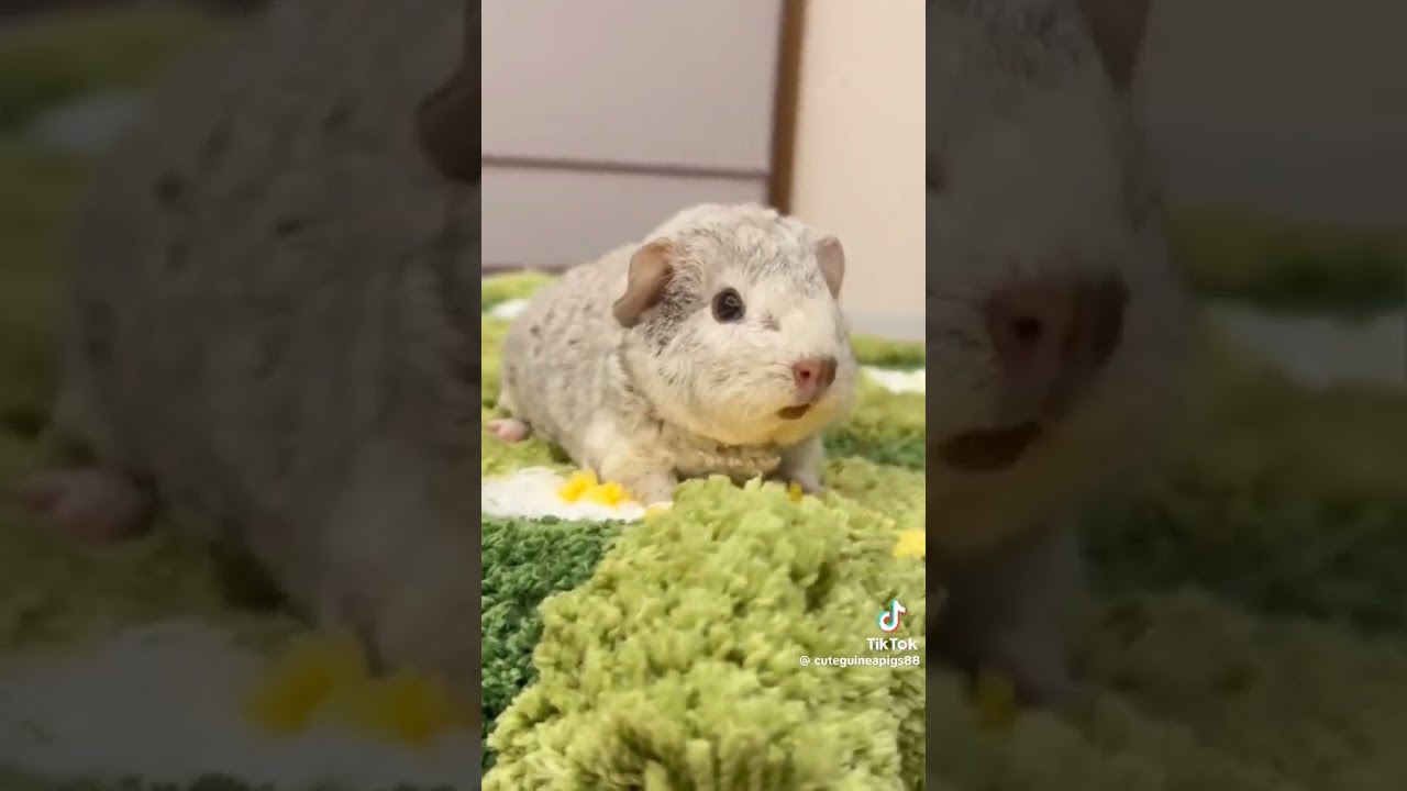 #guineapig #guineapiglovers #cuteguineapigs