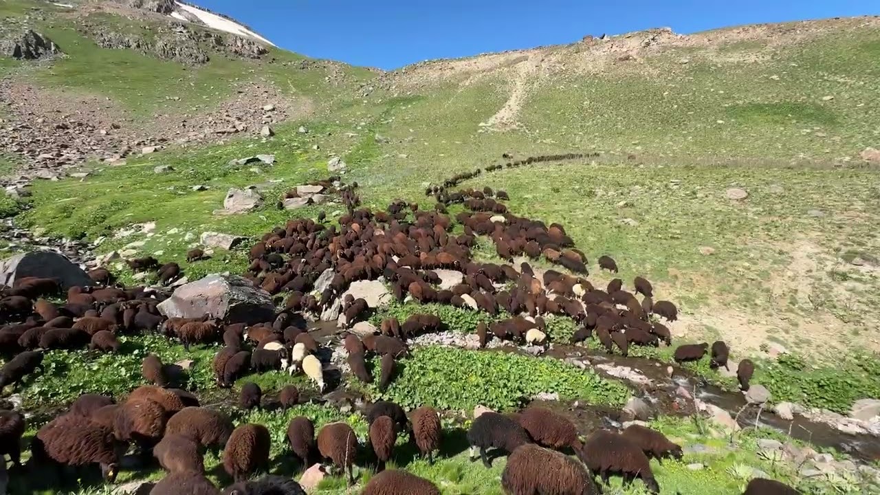 KÜÇÜK ÇOBAN CESUR İLE KUZU ÇOBANLIĞI