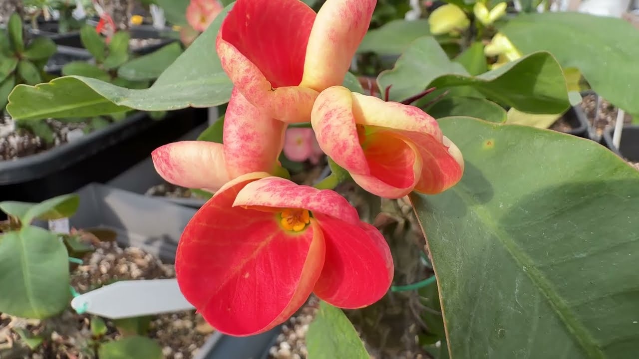 Hola,flores de Corona DE Cristo.
