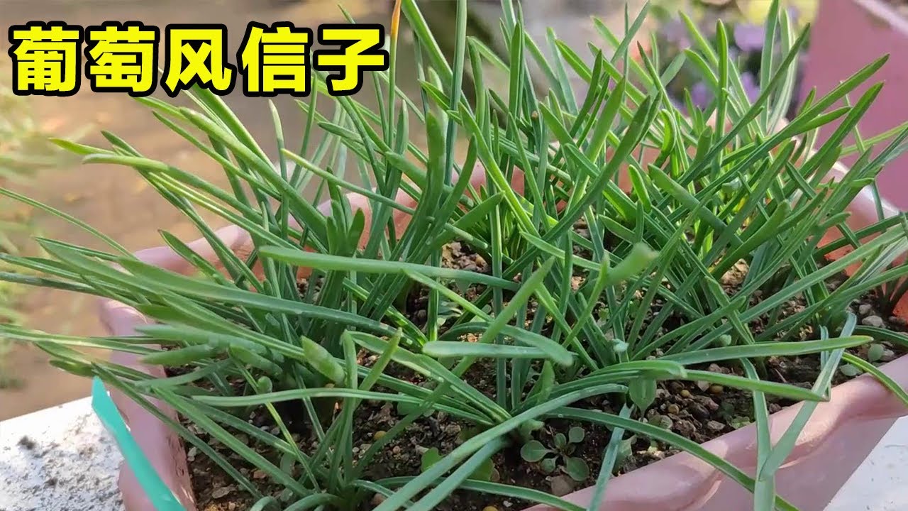 這種&ldquo;風信子&rdquo;只要買一次，年年都能開花，好養適合新手【養花匠小齊】