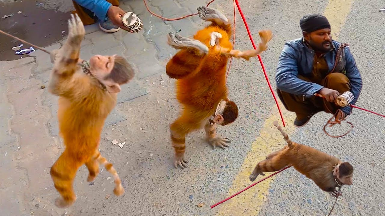 This Monkey Is Very Talented / Funny Monkey Bandar Ka Tamasha