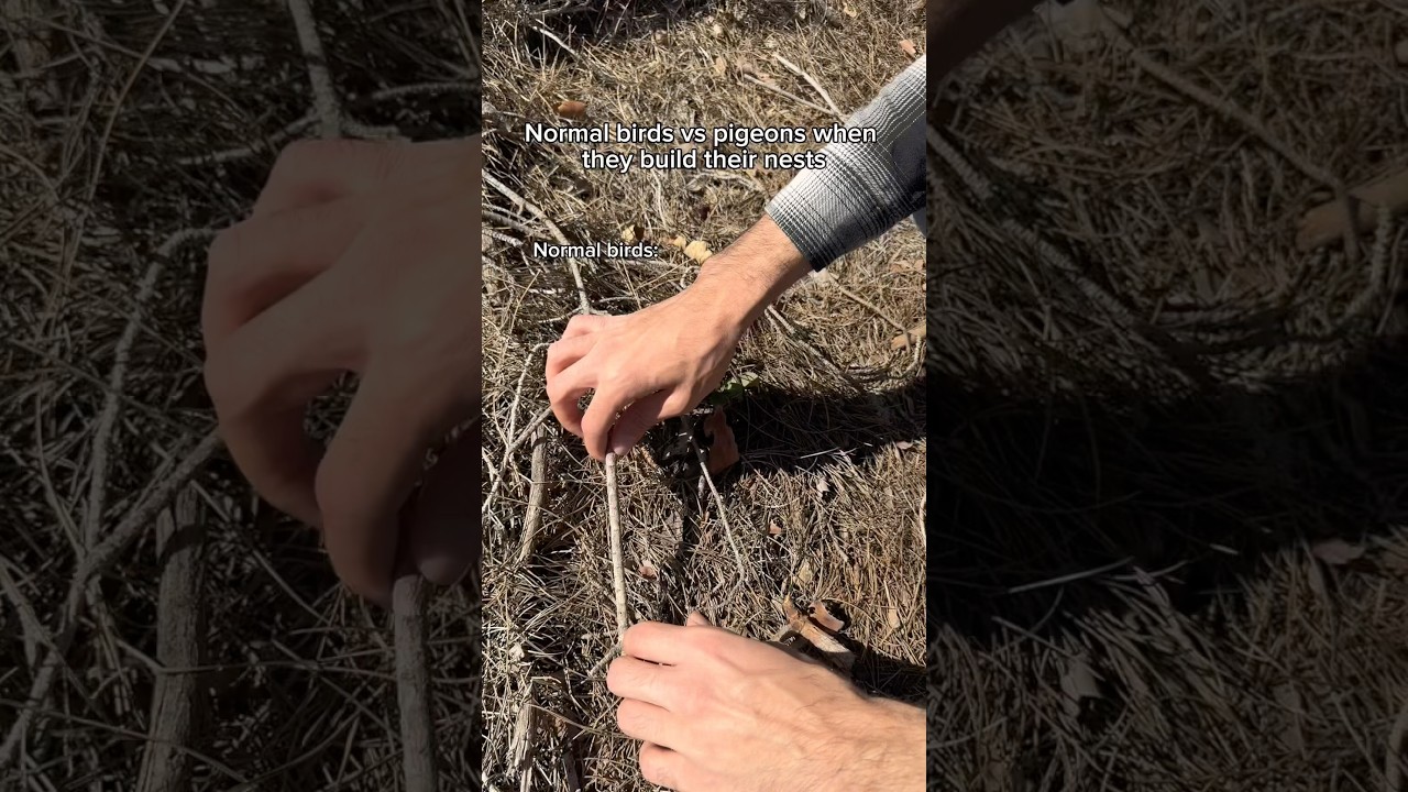 Normal birds vs pigeons when they build their nest #shorts #skit #funny