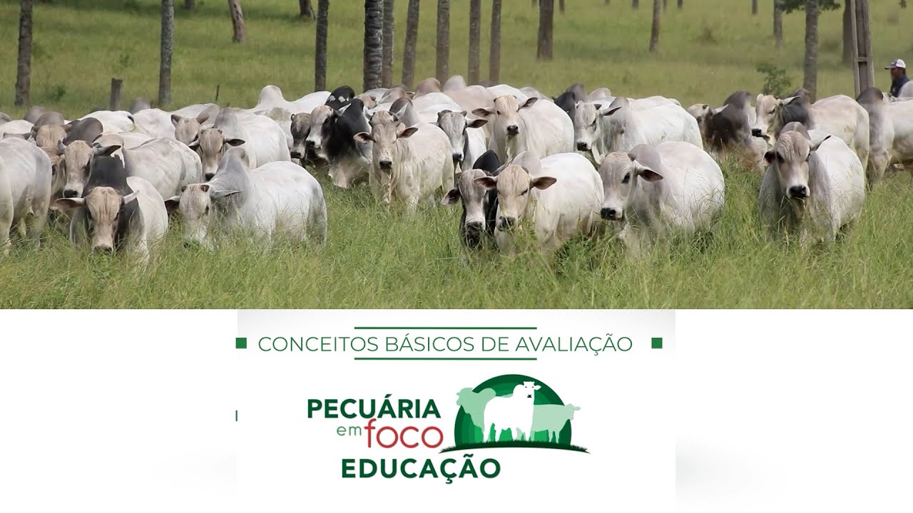 9 - CONCEITOS BÁSICOS DE AVALIAÇÃO GENÉTICA - PECUÁRIA EM FOCO EDUCAÇÃO