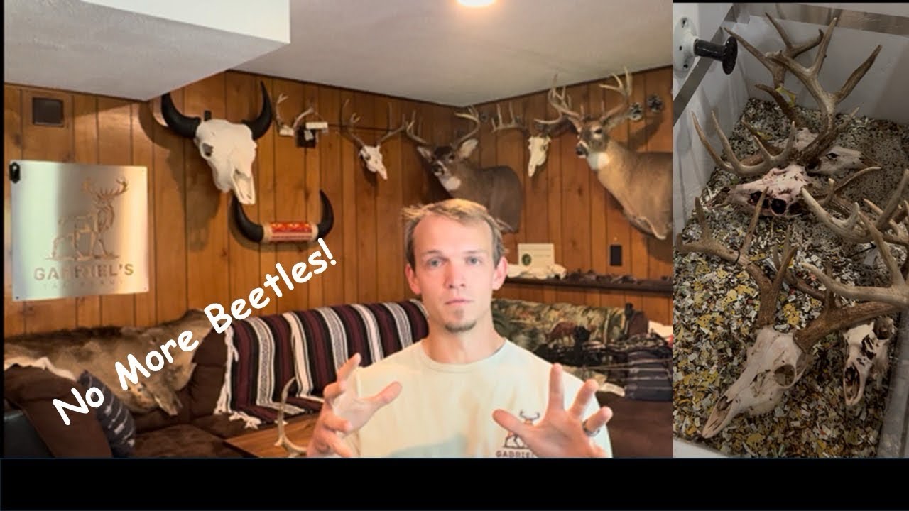 Why I Got Rid Of My Beetles