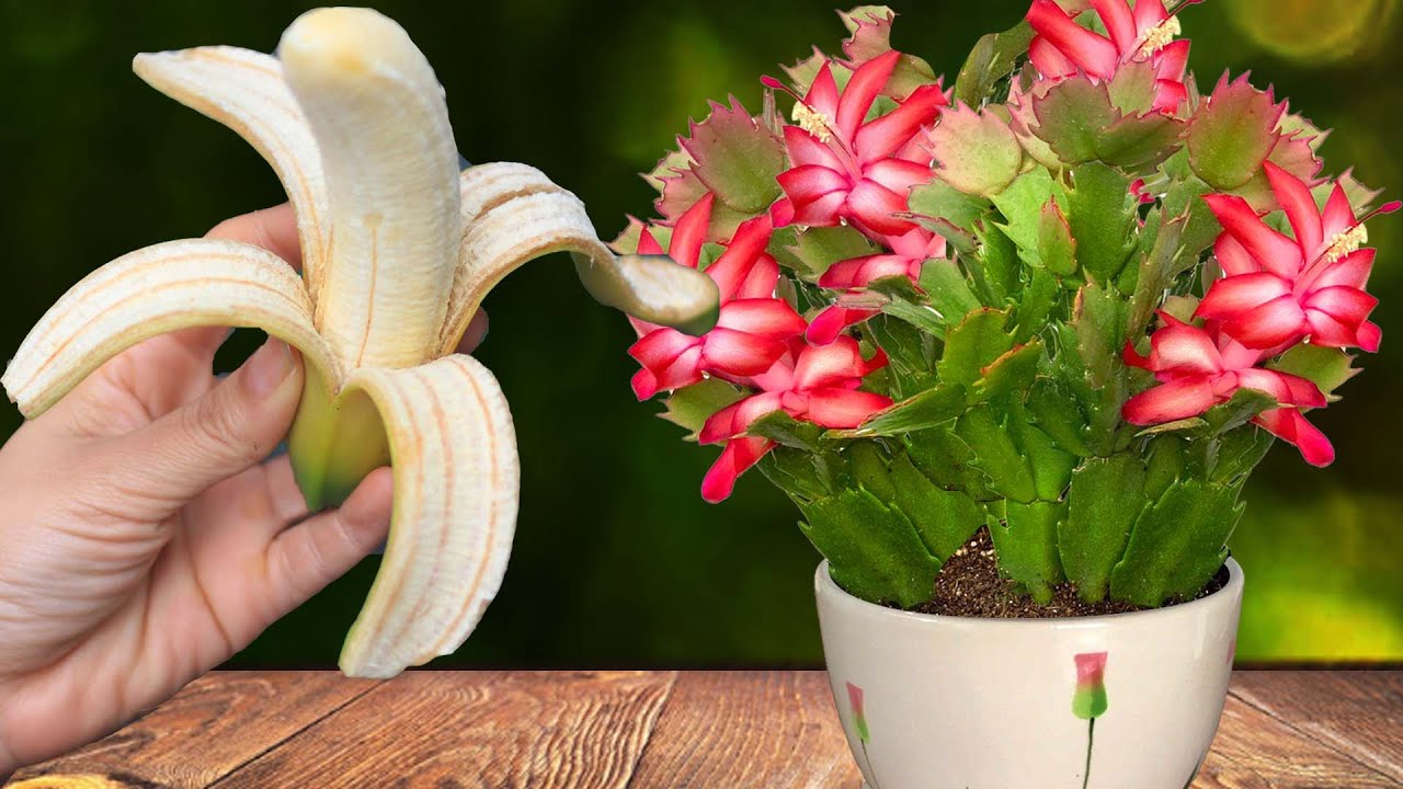 Few people know! It instantly makes the Christmas Cactus take root and bloom at its most beautiful
