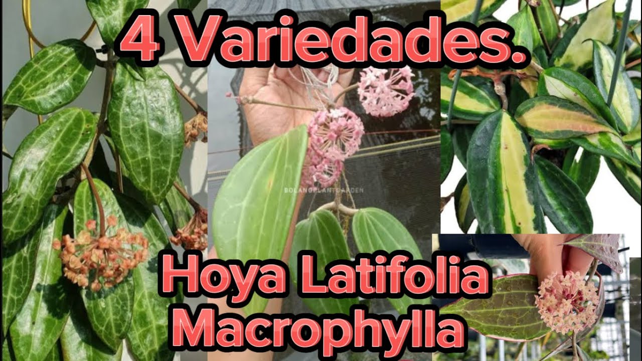 💚Hoya Latifolia en sus 4 variedades.💚Hoya de pronto crecimiento de hojas y flores hermosas.💚