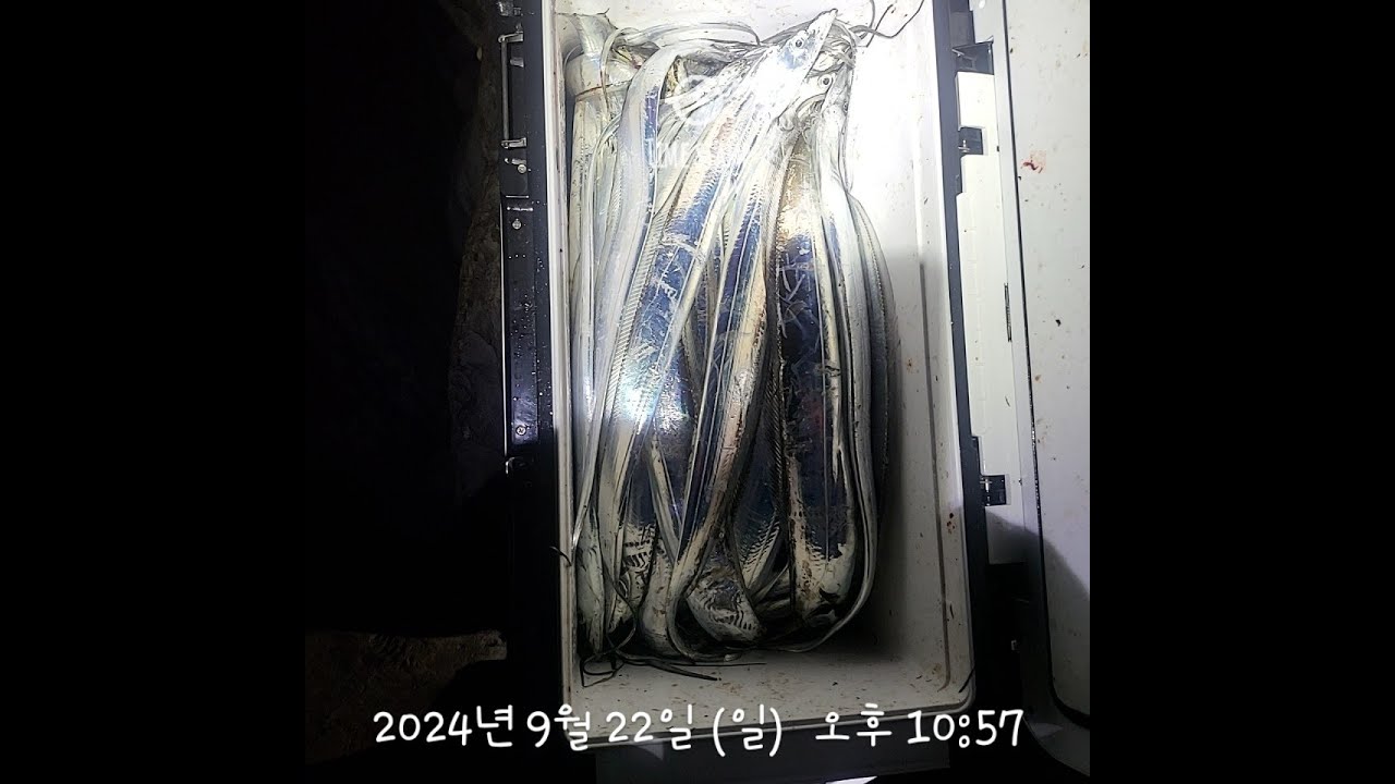 2024년9월22일 새만금 너울 쉼터 풀치 - 활성도 미쳤네? 느나란?