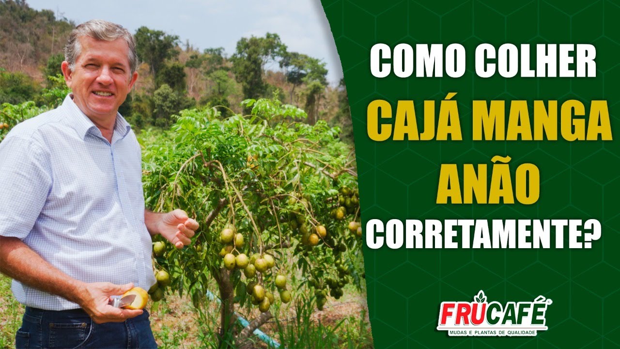 Como Colher CAJÁ MANGA ANÃO Corretamente?