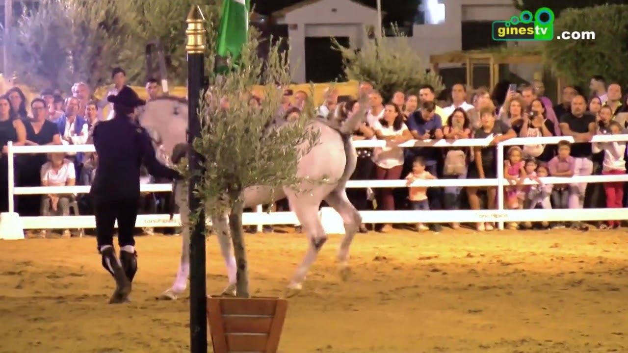 Espectáculo ecuestre 'Cómo bailan los caballos andaluces' en Una Pará en Gines 2022