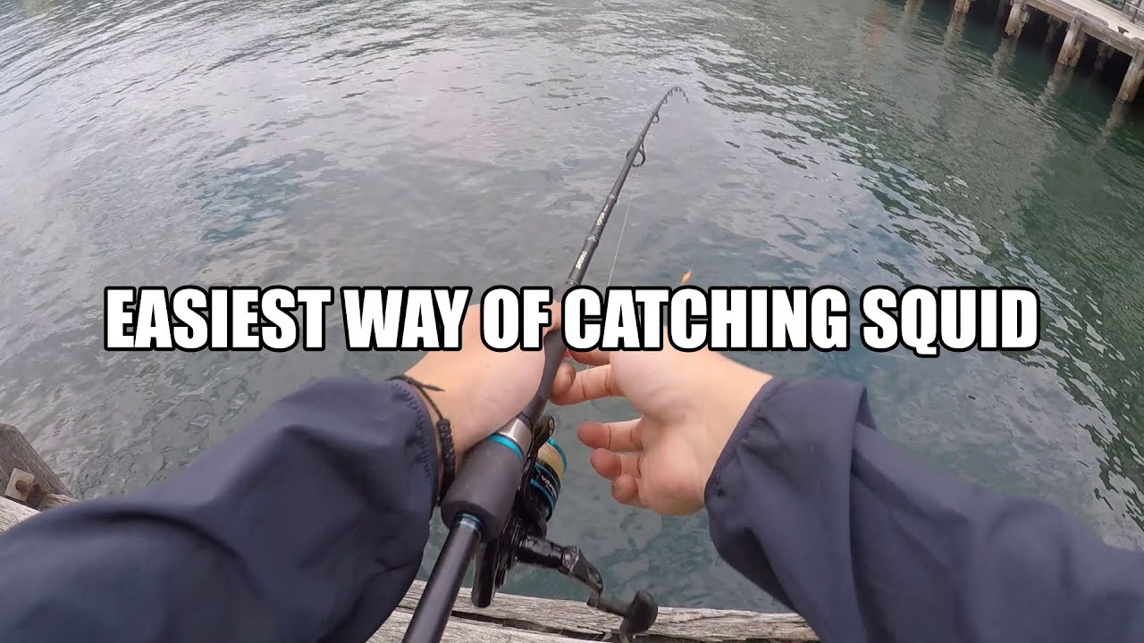 EASIEST Way To Catch Squid Sydney. Landbased Squidding Tutorial. (Read description of what you need)