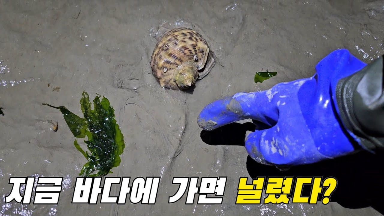 갯벌 소라는 이 흔적보면 누구나 쉽게 잡을 수있다고?! (해루질부력장갑 당첨자발표)