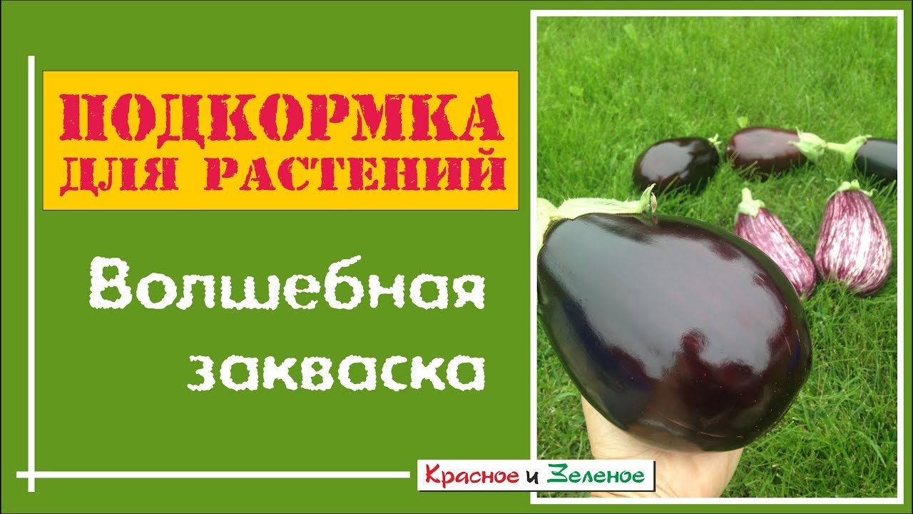 Подкормка из кухонных отходов для сада и огорода- Волшебная закваска