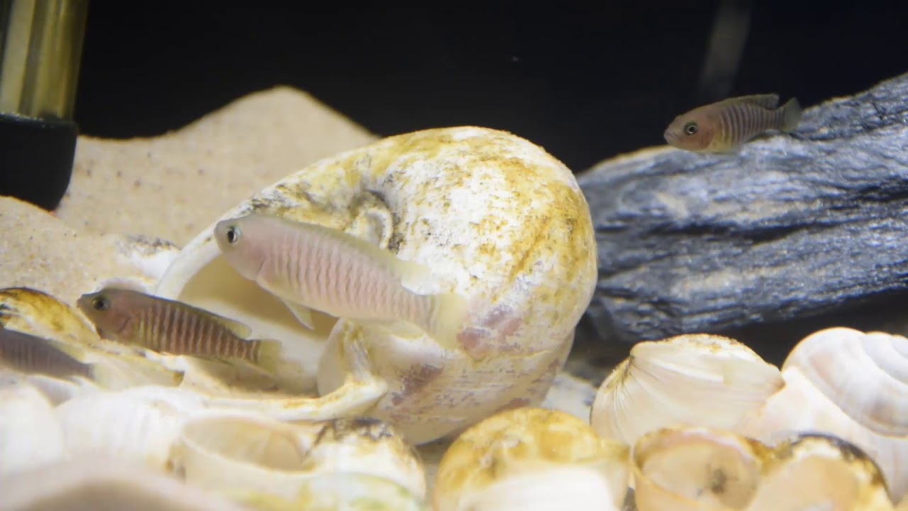 Muszlowce Neolamprologus multifasciatus #79. AkwaGadka