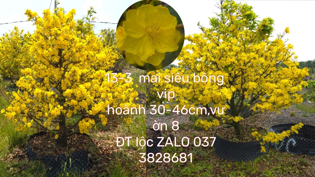 #13-3-2026_mai siêu bông_vườn 8