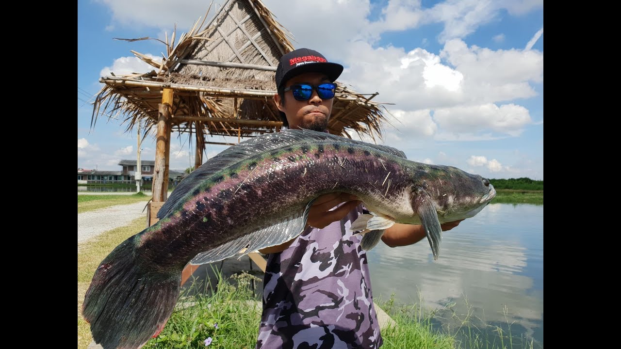 Fishing in Thailand: GIANT SNAKEHEAD HUNT at Pilot 111 Pond