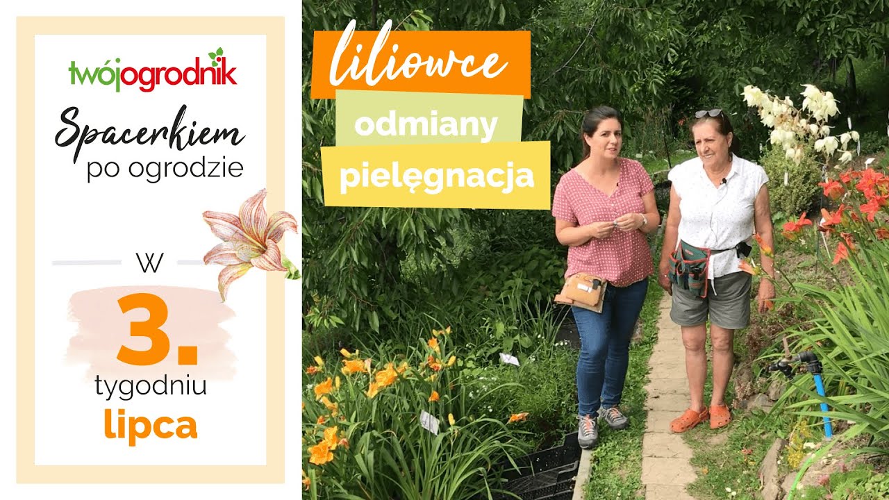 Liliowce - odmiany, uprawa, pielęgnacja