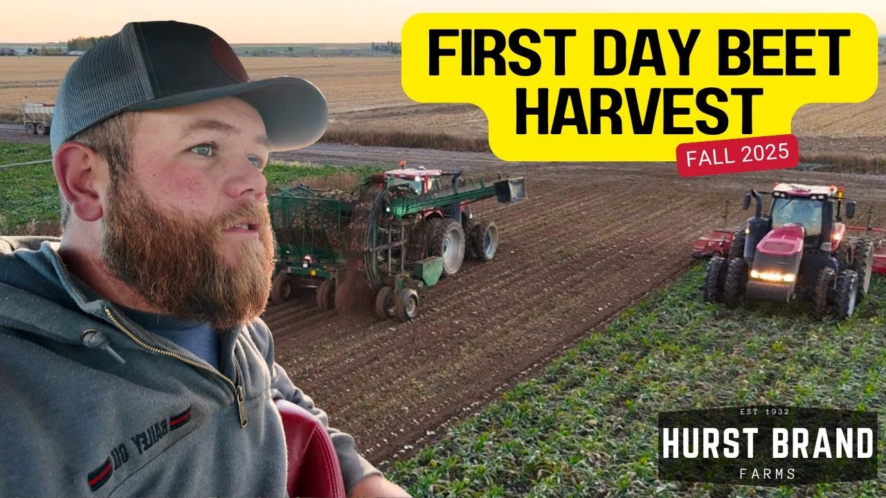 Sugar Beet Harvest Begins! Cutting Tops, Running Diggers, and Hauling Beets