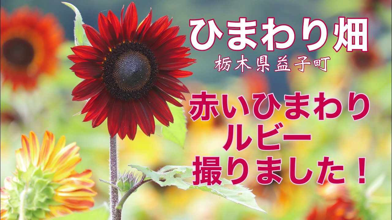 益子ひまわり畑【100万本のひまわり】【赤いひまわりルビー】