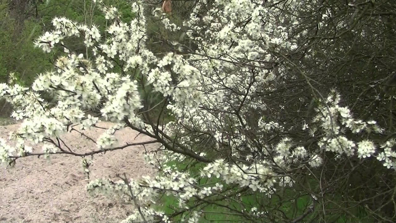 Tarnina ( Prunus spinosa L,) -  Roztocze Poland