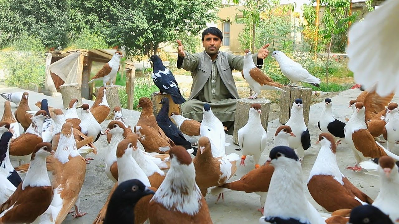 هیچ یک از این کفتر ها را نخریدیم- امتحان تا انتخاب|خوب کفتر های زور ۱۳۰۰ $ | Precious Unique pigeons