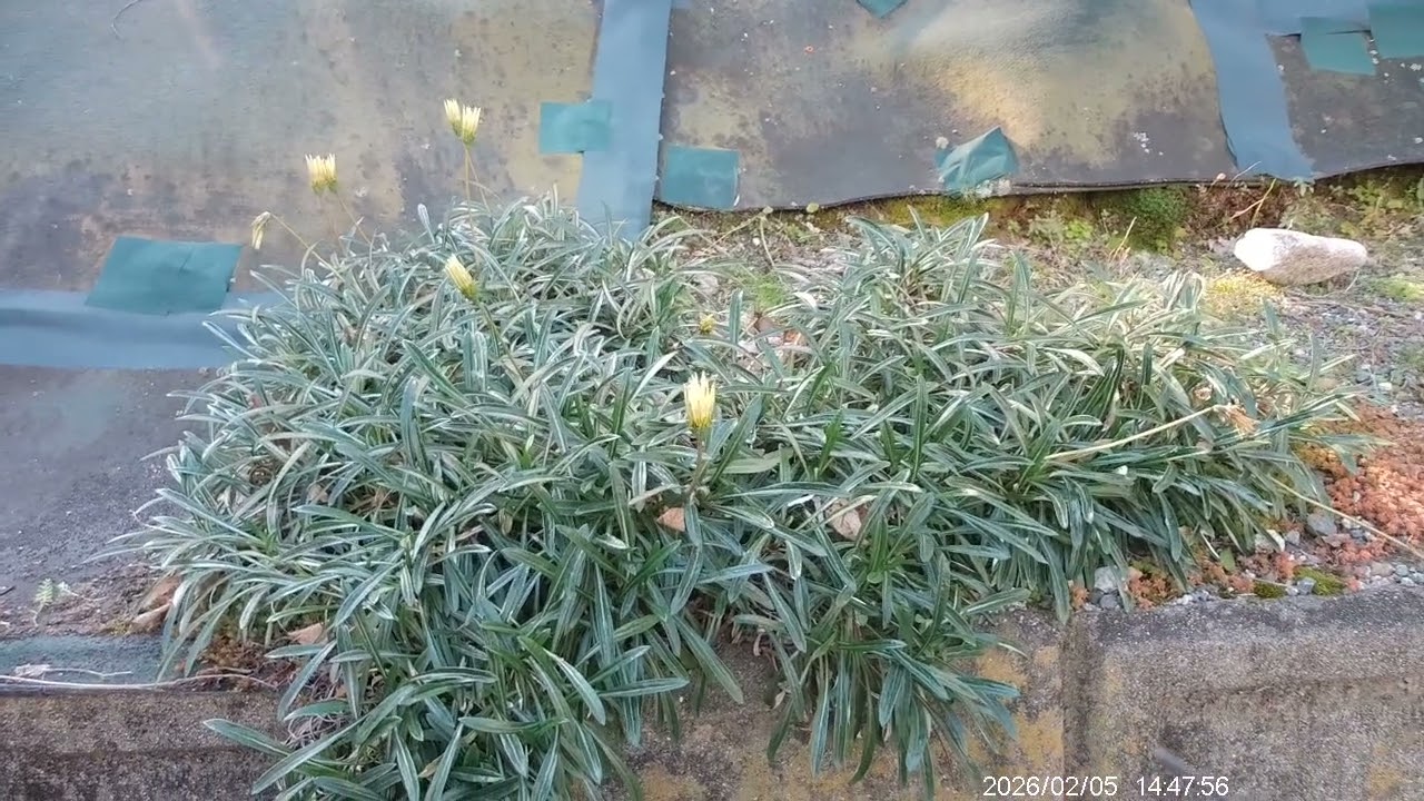++　#えど俳句　#Edo Haiku)　　また春が来る　　Spring will come again　　DSCF0023