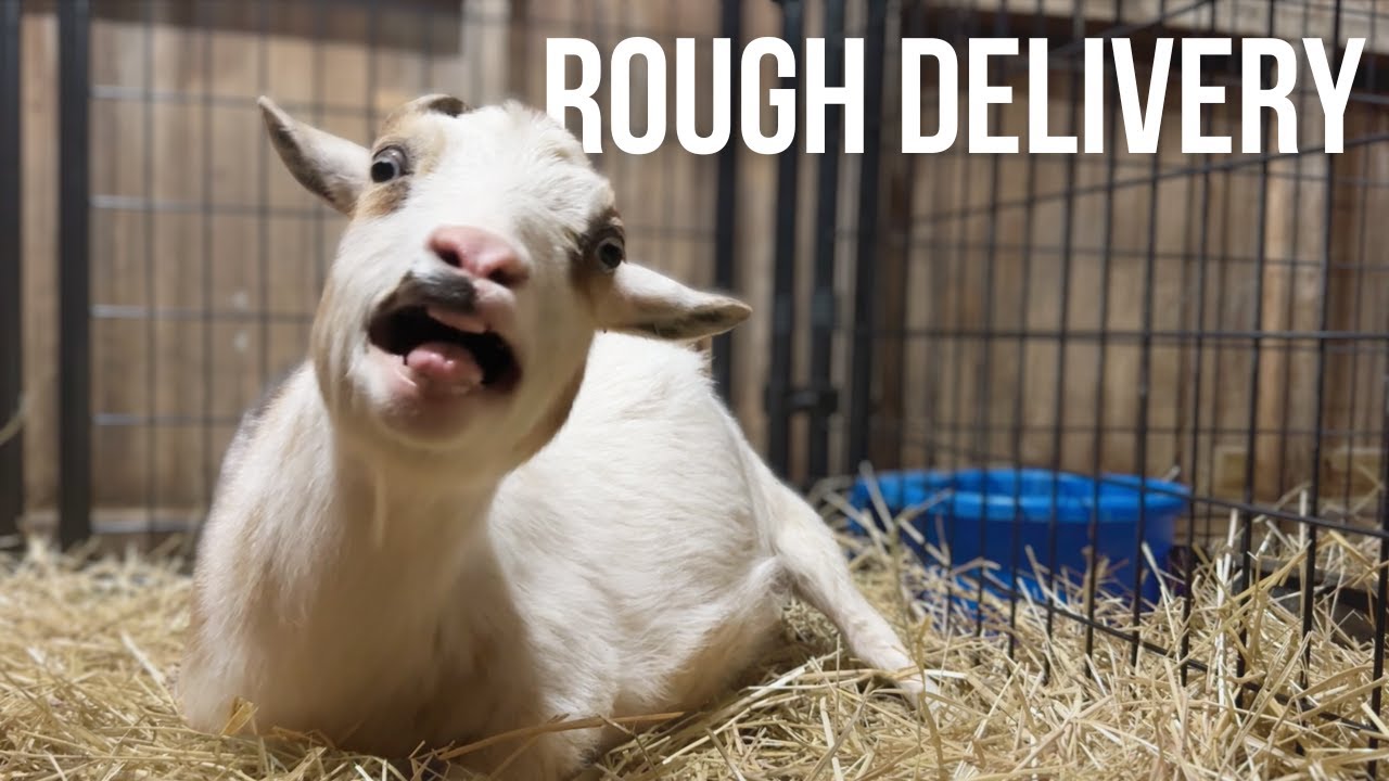 That was Stressful… | 6 Baby Goats Born in 24 Hours